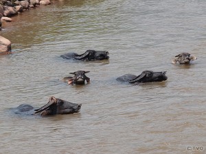 泳ぐ水牛たち