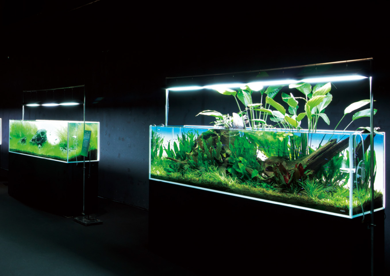 NATURE AQUARIUM 展 | テレビ大阪