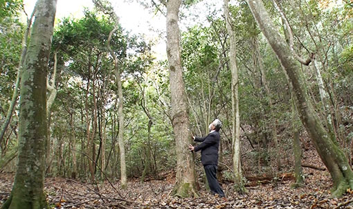 包ヶ浦自然公園キャンプ場の「クスノキ」