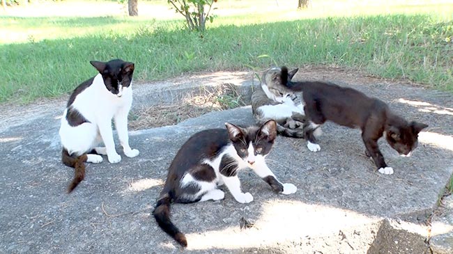 香川県 多度津町